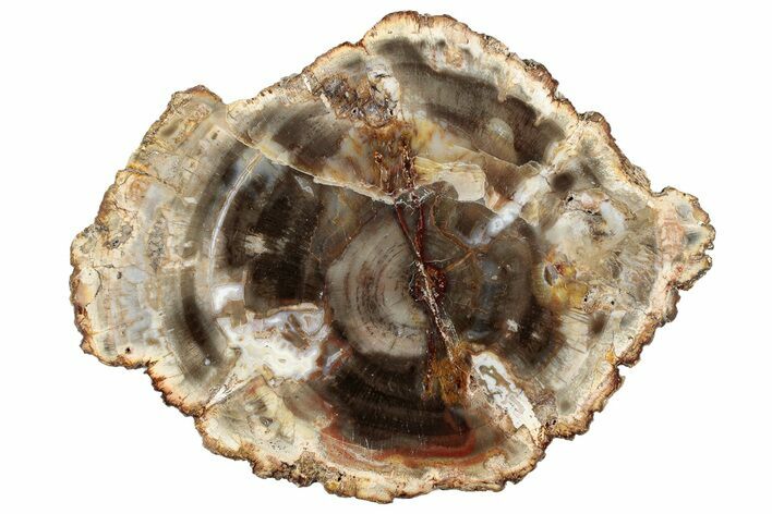 Colorful, Petrified Wood (Araucaria) Round - Madagascar #304814